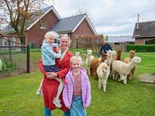 Anne en Willem-Mathijs wonen tussen zeventig alpaca’s: ‘Ze hebben allemaal een naam’  