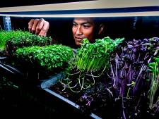 Patrick verbouwt piepkleine groenten voor de horeca en particulieren: ‘Een sixpackje microgroenten’