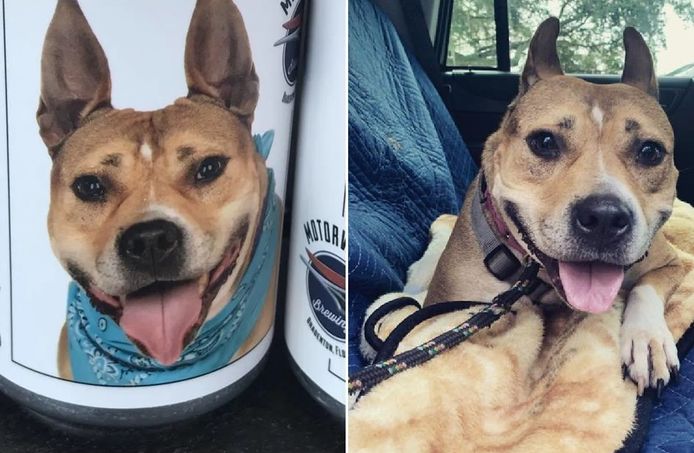 Monica Mathis heeft haar vermiste hond Hazel na drie jaar teruggevonden.