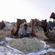 Kamelen gediskwalificeerd van Saudische schoonheidswedstrijd door gebruik botox