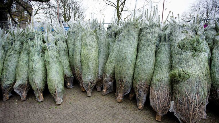 Het stel laadde meerdere kerstbomen in de auto. Beeld Archieffoto AD