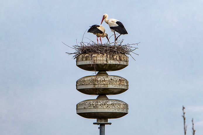 Broedende Ooievaars Leggen Luchtalarm In Raalte Het Zwijgen Op Raalte Destentor Nl