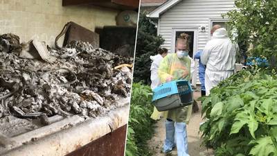 Man leeft tussen 200 dode en 100 levende katten in horrorhuis