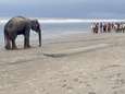 Deux éléphants sauvés après quatre jours de calvaire sur une plage au Bangladesh