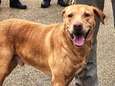 Agent gedegradeerd nadat hij K9-hond in asiel dumpt: “Je doet dit werk normaal gezien net omdat je van honden houdt”