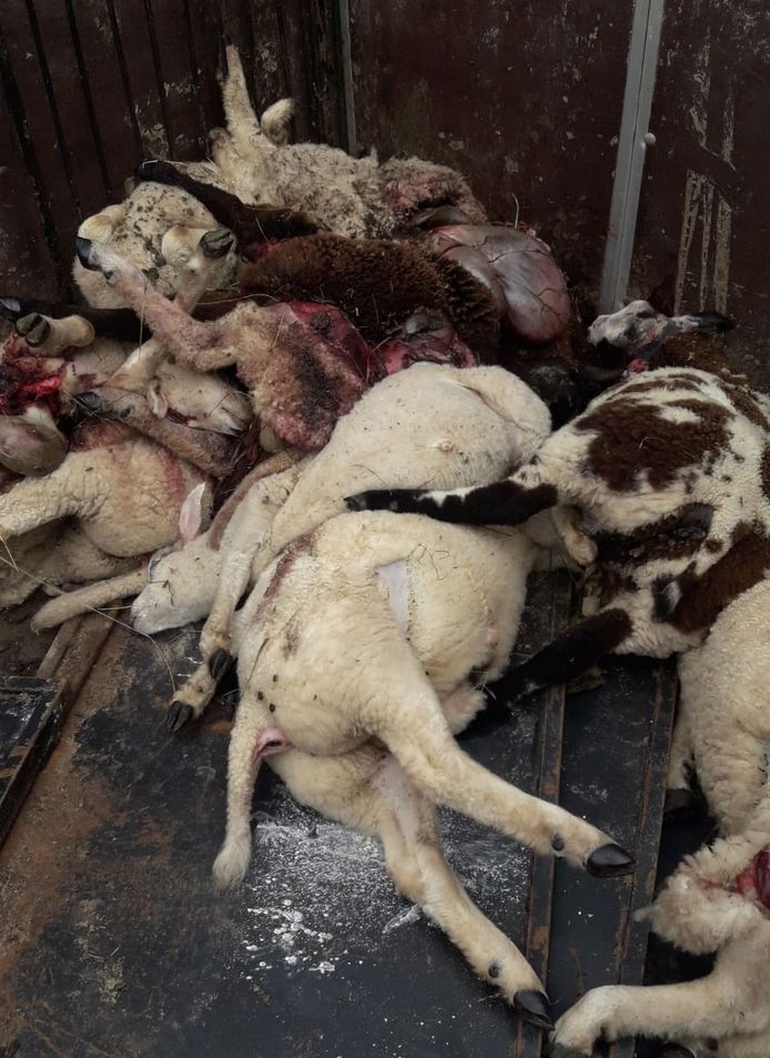 12 schapen werden in Laag Zuthem doodgebeten. Nog eens 14 kregen een spuitje, nadat ze gebeten waren door een dier. Was dit een wolf?