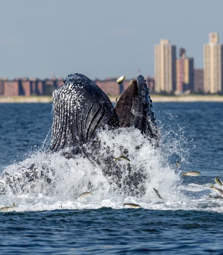 Walvissen terug in New York nu haven is opgeschoond: ‘Een overvloed aan leven is terug’