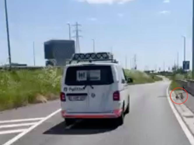 Politiepatrouille loodst moedereend en haar kroost op gevaarlijke weg naar veiliger oorden
