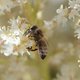 ‘Niet alle bijen maken gebruik van een bijenhotel’: met deze eenvoudige ingrepen geeft u wilde bijen in uw tuin kost en inwoon