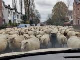 Met 250 schapen door het centrum van Helmond: deze kudde moest verhuizen