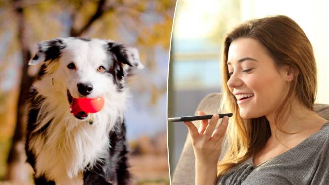 Van een automatische ballenwerper tot een zelfreinigende kattenbak: dit zijn de beste gadgets voor je huisdier