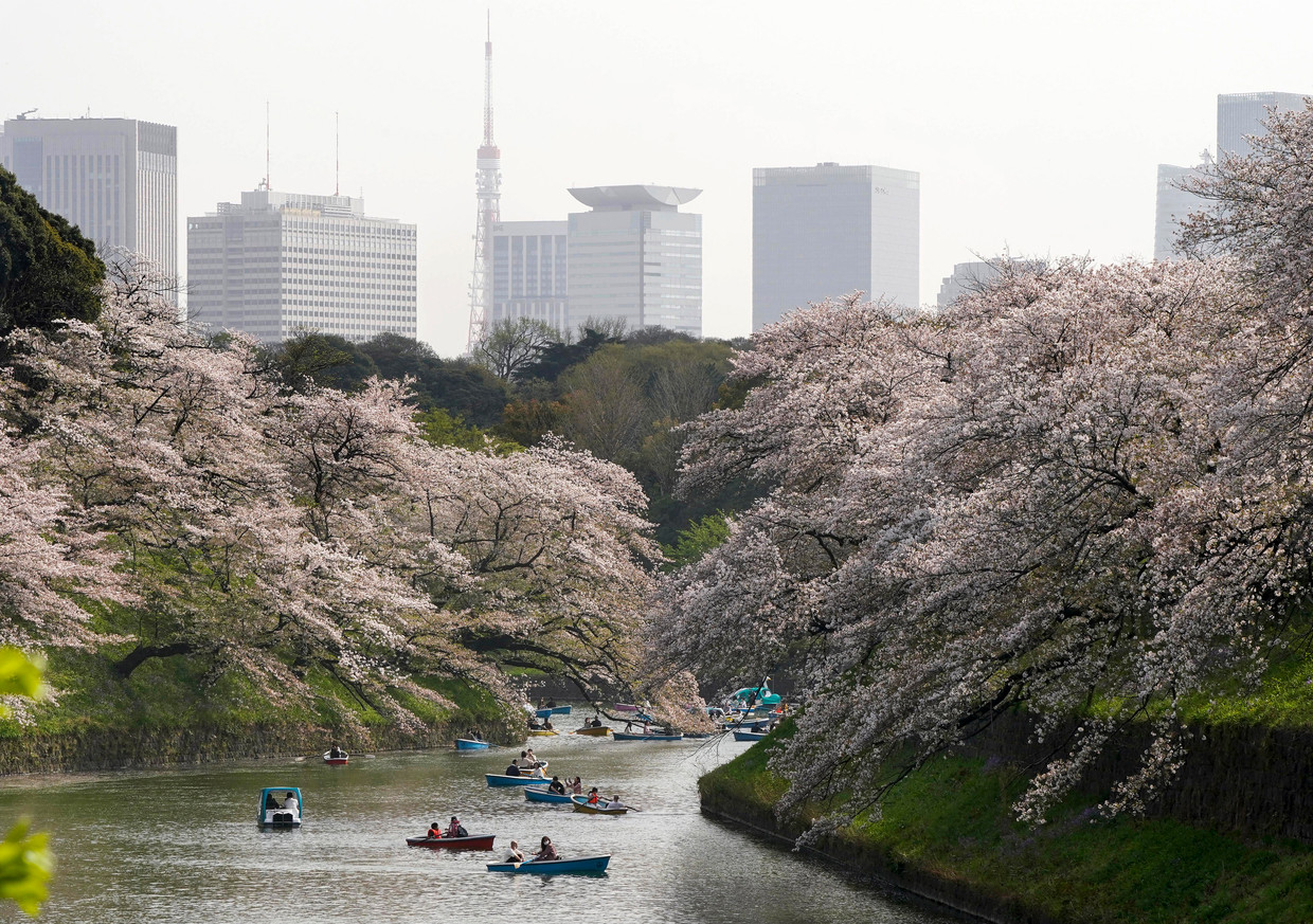 Kersenbloesem op de Chidorigafuchi gracht, ten noordwesten van het keizerlijk paleis in Tokio. Beeld EPA