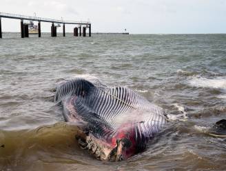 Walvis van 19 meter sterft in haven van Calais