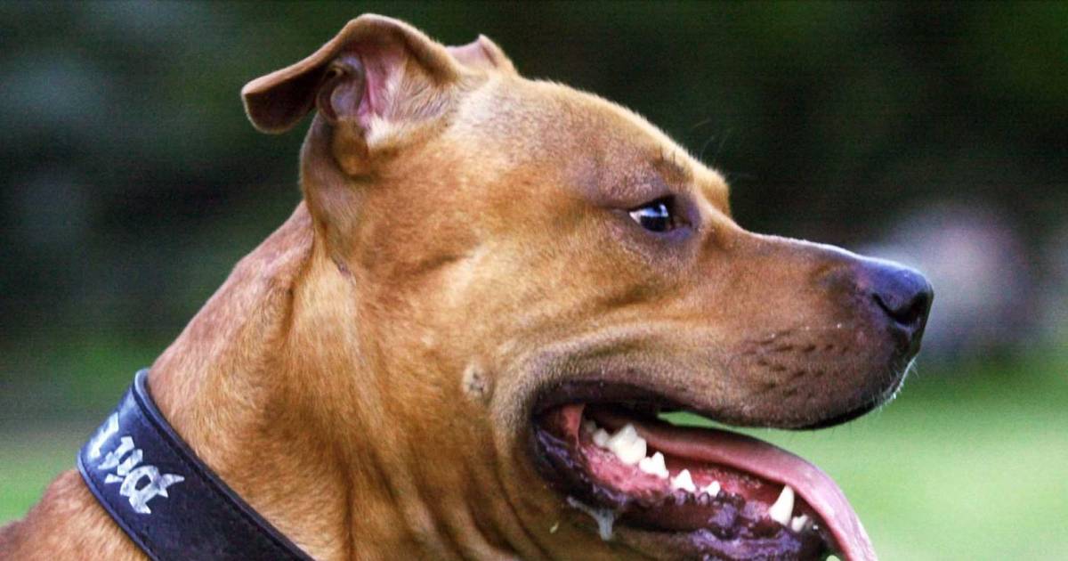 eigenaar bijtende pitbull vertrokken