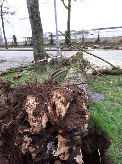 Meisje (7) gewond nadat omgewaaide boom op haar valt in Doetinchem