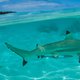 Schokkende beelden: haai sleurt vrouw aan vinger het water in