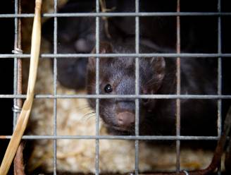 Nertsen bij nog eens drie Nederlandse bedrijven besmet met het coronavirus