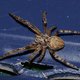 Spin van het jaar: De platte Wielwebspin