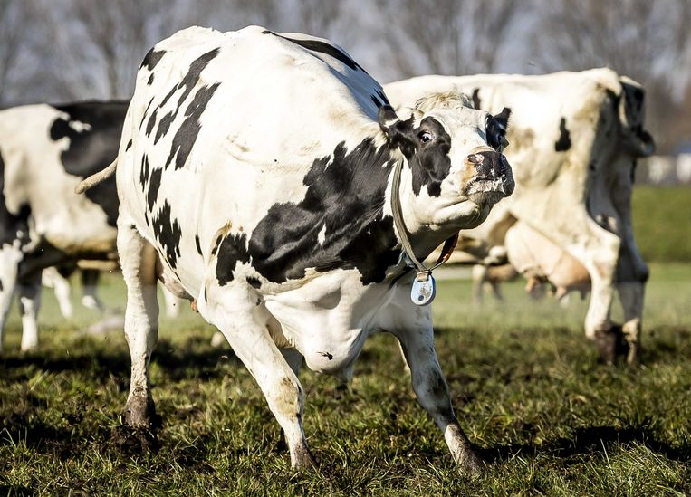 Koeien mogen voor het eerst dit jaar weer naar buiten. Beeld ANP