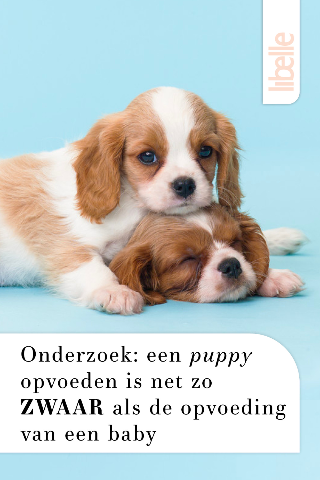 moed Stun verjaardag Onderzoek: een puppy opvoeden is net zo zwaar als de opvoeding van een baby