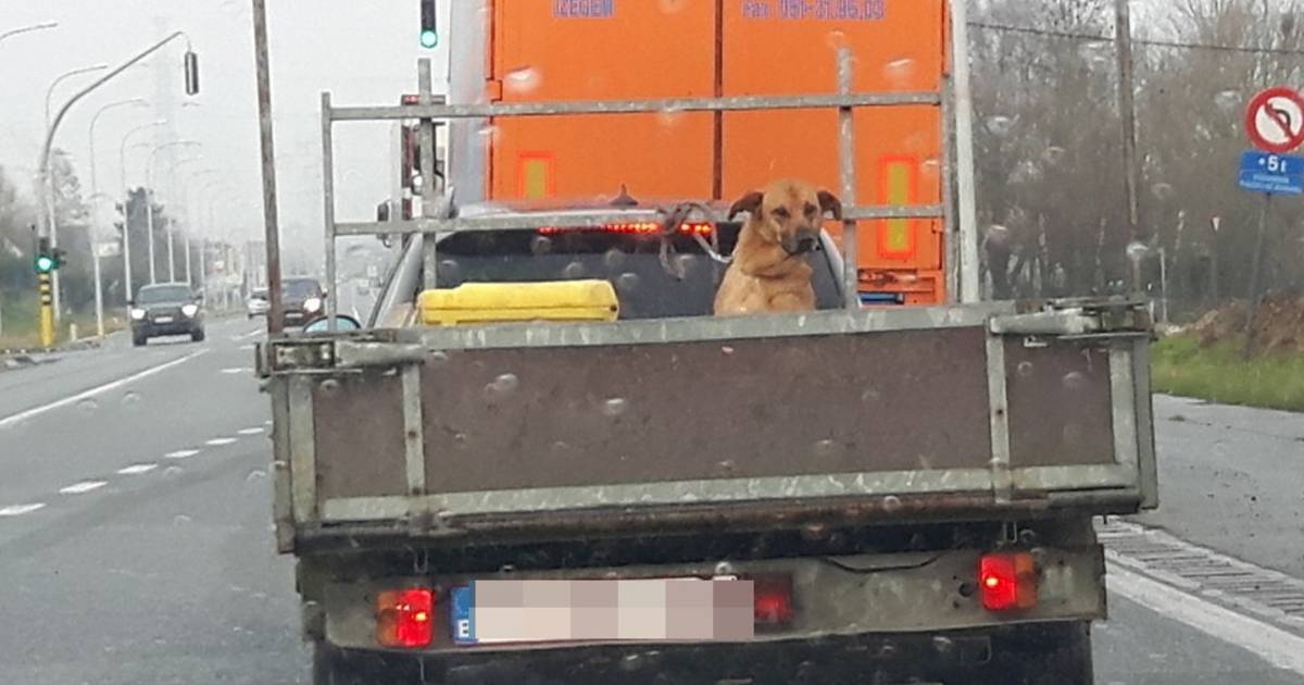 Baasje Vervoert Hond In Aanhangwagen Izegem Hln Be