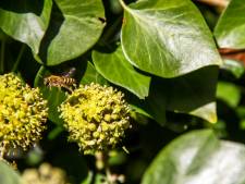 De ideale groenblijver voor in een pot: de struikklimop