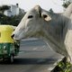 Lynchpartijen om heilige koe in India te beschermen