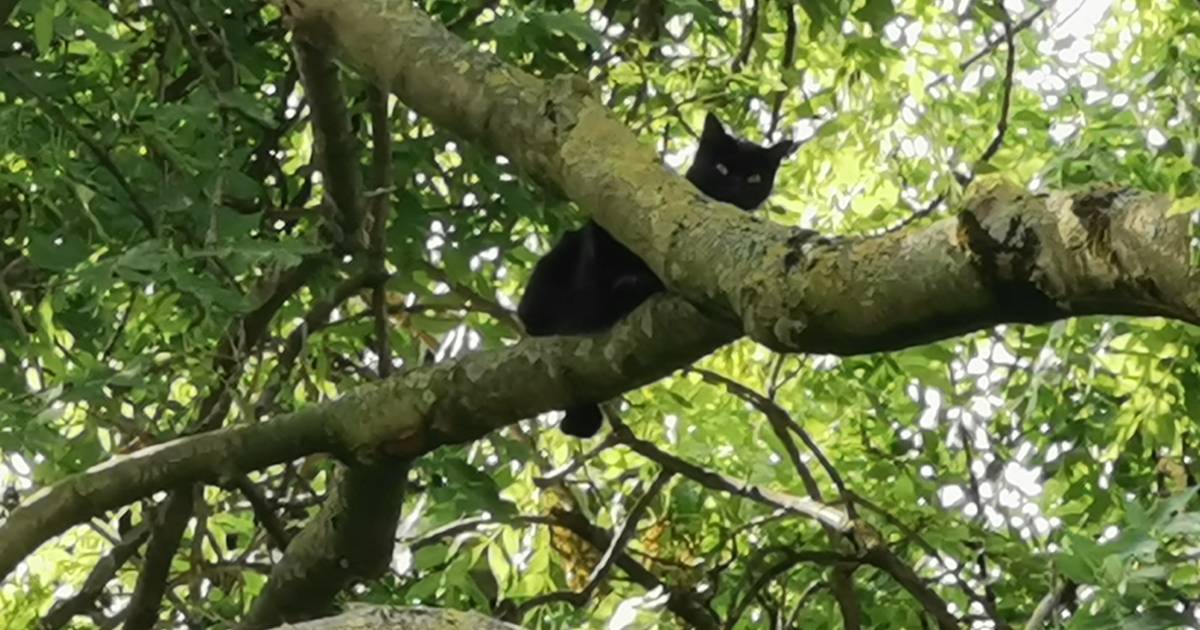 Kat loopt dubbele breuk in achterpoot op na zesdaags avontuur in boom Vilvoorde hln.be