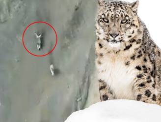 Met topsnelheid een quasi loodrechte bergflank af: deze jacht moet je zien om te geloven