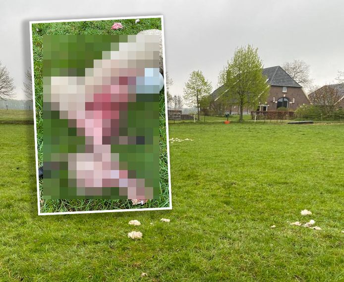 Marieke Rossel uit Vorden vond een hoop wol in het weiland en snel bleek hoe dat kwam. Het was geen fijne reden.