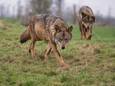 De wolf rukt op: afgelopen weekend werd een vierde roedel waargenomen op de Veluwe.