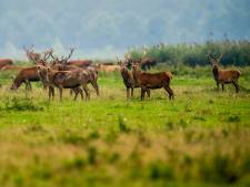 Raad van State: Dit voorjaar mogen 700 herten in Oostvaardersplassen afgeschoten worden