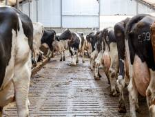 Nieuw rapport over stikstofinnovaties blijkt klap in het gezicht van kabinet én BBB