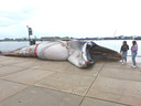 De dode walvis is uit het water getakeld en op de Goese Kade gelegd.