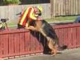 Baasje betrapt postbode erop dat hij elke dag zijn hond komt knuffelen