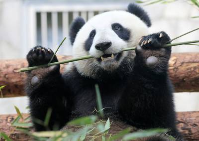 Fossiele vondst helpt verklaren waarom panda's planteneters werden