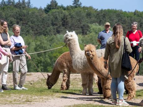 Eens iets heel anders: wandelen met alpaca’s over de Goudsberg in Lunteren 