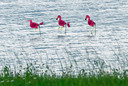 Van dichtbij is goed te zien dat de roze watervogels niet echt zijn.