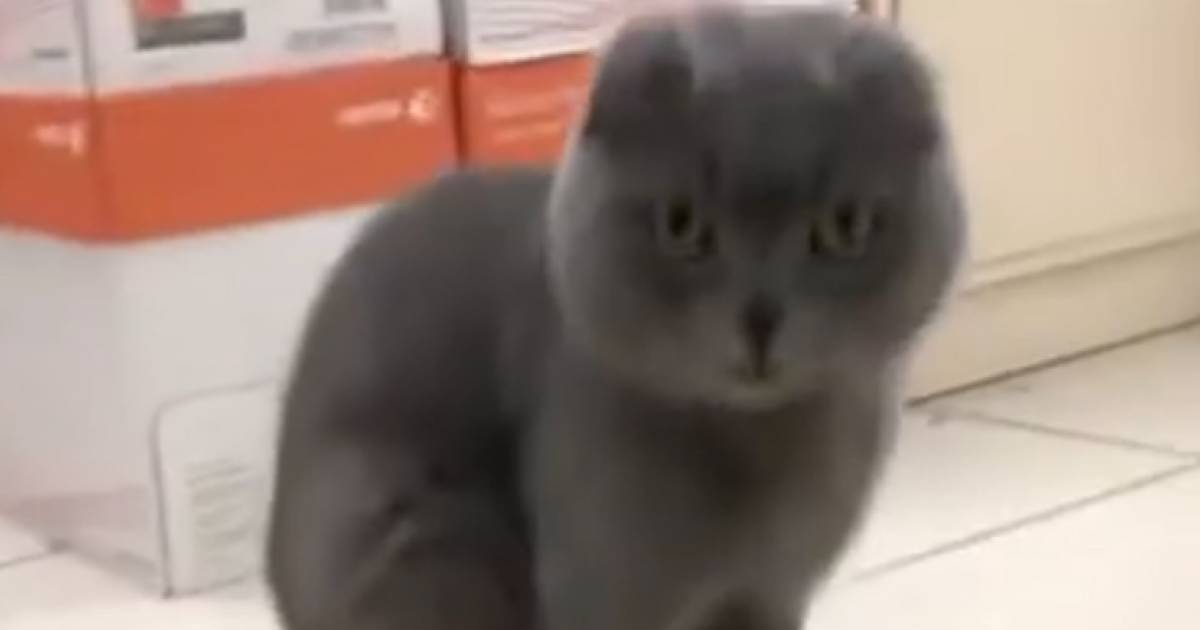Grace A Des Protheses Sorties D Une Imprimante 3d Ce Chat Peut A Nouveau Marcher Insolite 7sur7 Be
