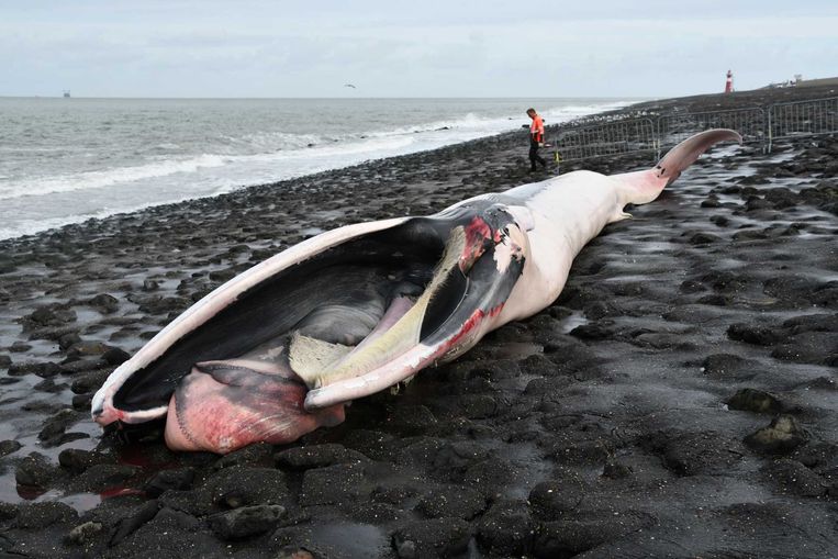 Het karkas van een vinvis is aangespoeld op het strand bij het Zeeuwse Westkapelle. De dode walvis dreef eerder in Belgische wateren en werd gezocht, omdat het een gevaar vormde voor schepen. Beeld ANP