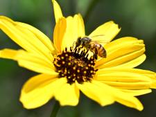 L’Institut flamand pour les abeilles lance l’alerte face à leur “mortalité massive”