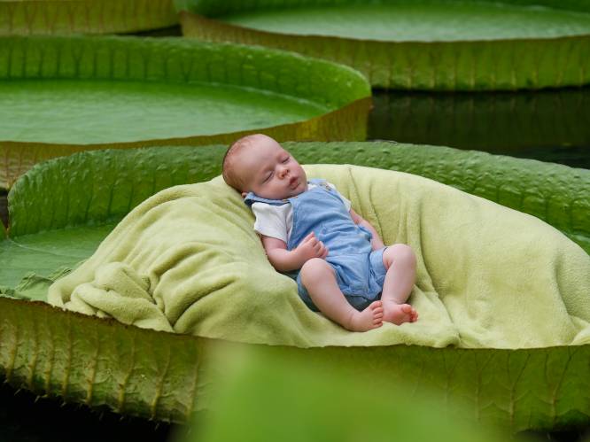 Tickets unieke fotoshoot 'Jouw baby op onze reuzenwaterlelie' in Plantentuin Meise meteen uitverkocht
