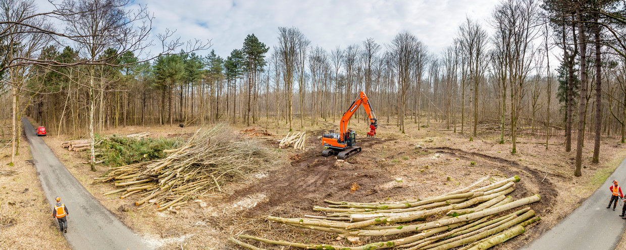 Werkzaamheden voor de plaatsing van windturbines in het Robbenoordbos. Als compensatie voor het kappen van 3,5 hectare bos plantte Vattenfall er na de werkzaamheden 4 hectare bos bij. Beeld Jorrit Lousberg