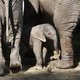 Eerste olifantje ter wereld geboren uit ingevroren sperma