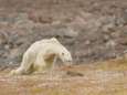 Stierf deze uitgemergelde ijsbeer echt door de klimaatverandering? Wellicht niet