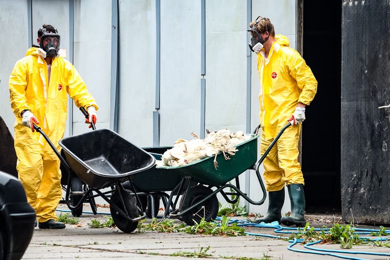De ruiming van een kippenboerderij in Schore na een uitbraak van de vogelgriep.  Beeld ANP 