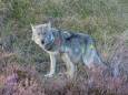 Misschien moeten we gewoon eens de waarheid op de wolf afvuren