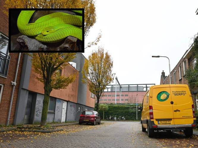 Zeer giftige slang ontsnapt in Tilburg, inzet speurhond levert niks op: ‘Blijf een beetje uit de buurt’