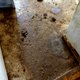 Hartverscheurend: honden in zwaar vervuilde kamer aangetroffen