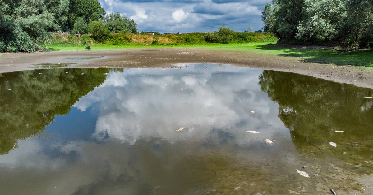 Dertig dode vissen dobberen in kleine waterpoel Welsum, maar er is ook goed nieuws te melden